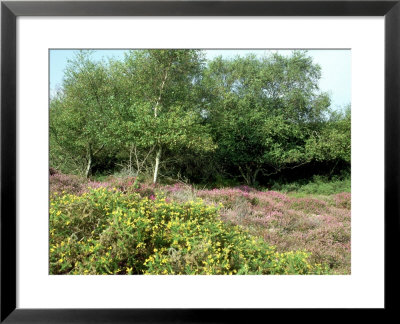 Bell Heather, Silver Birch Scrub, Dorset, Uk by Ian West Pricing Limited Edition Print image
