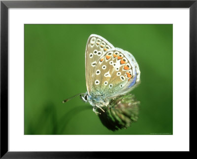 Common Blue In Early Morning Dew, Uk by Ian West Pricing Limited Edition Print image
