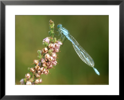 Common Blue Damselfly On Ling, Uk by Ian West Pricing Limited Edition Print image
