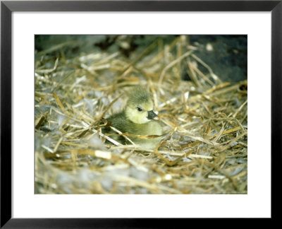 Domestic Gosling, Just Hatched In Nest by Ian West Pricing Limited Edition Print image