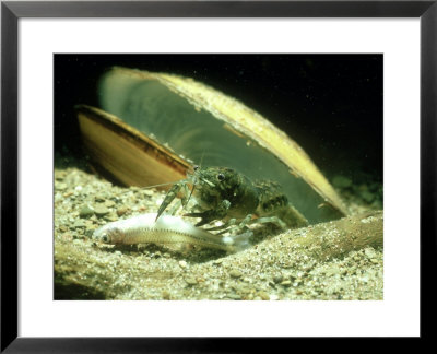 Crayfish, Feeding On Dead Fish, P.A, Usa by David Wrigglesworth Pricing Limited Edition Print image