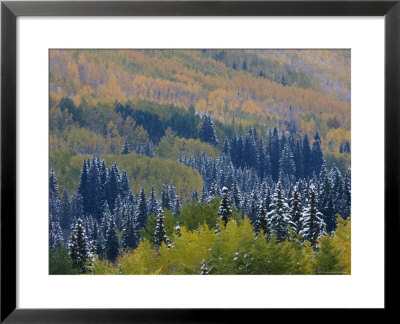 Snow On Aspen Trees In Fall, Red Mountain Pass, Ouray, Rocky Mountains, Colorado, Usa by Rolf Nussbaumer Pricing Limited Edition Print image