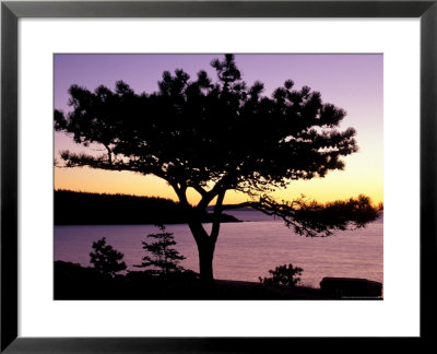 Pitch Pine, Ocean Drive At Sunrise, Acadia National Park, Maine, Usa by Jerry & Marcy Monkman Pricing Limited Edition Print image