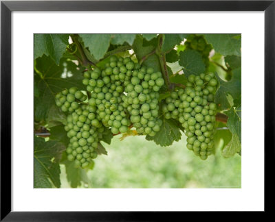 Pinot Noir Grapes, Domain Road Vineyard, Bannockburn, Central Otago, South Island, New Zealand by David Wall Pricing Limited Edition Print image