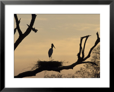 Jabiru On Nest At Dusk, Pantanal, Brazil by Theo Allofs Pricing Limited Edition Print image