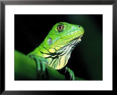 Green Iguana, Borro Colorado Island, Panama by Christian Ziegler Pricing Limited Edition Print image