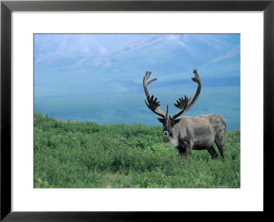 Caribou And Fresh Snow, Denali National Park, Alaska, Usa by Howie Garber Pricing Limited Edition Print image