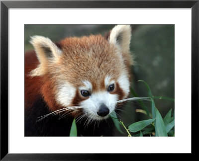Red Panda, Taronga Zoo, Sydney, Australia by David Wall Pricing Limited Edition Print image