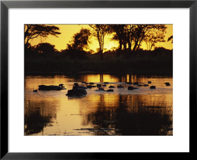 Tranquil Scene Of A Group Of Hippopotamus In Water At Sunset, Okavango Delta, Botswana by Paul Allen Pricing Limited Edition Print image