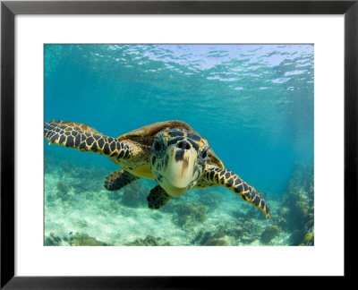 Sea Turtle, Swimming Underwater, Nosy Be, North Madagascar by Inaki Relanzon Pricing Limited Edition Print image
