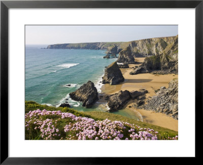 Thrift Growing On The Clifftops Overlooking Bedruthan Steps, North Cornwall, Uk by Adam Burton Pricing Limited Edition Print image