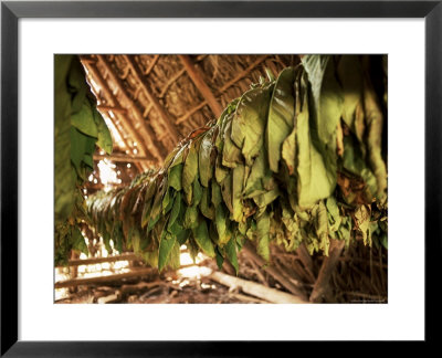 Tobacco Leaves On Racks In Drying Shed, Vinales, Cuba, West Indies, Central America by Lee Frost Pricing Limited Edition Print image