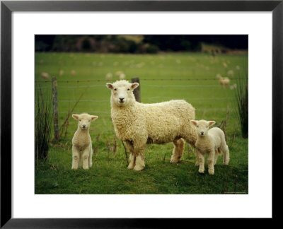Ewe And Twin Lambs On Sheep Farm, Marlborough, South Island, New Zealand by Julia Thorne Pricing Limited Edition Print image