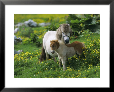 Two Shetland Ponies, Shetland Islands, Scotland, Uk, Europe by David Tipling Pricing Limited Edition Print image