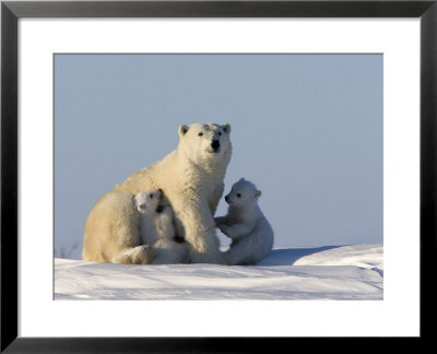 Polar Bear With Cubs, (Ursus Maritimus), Churchill, Manitoba, Canada by Thorsten Milse Pricing Limited Edition Print image