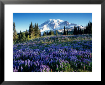 Mt. Rainier From Mazama Ridge, Mount Rainier National Park, Washington, Usa by Jamie & Judy Wild Pricing Limited Edition Print image
