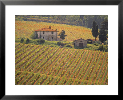 Vineyard, Greve In Chianti, Tuscany, Italy by Walter Bibikow Pricing Limited Edition Print image