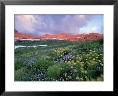 Purple Fleabane And Yellow Wildflowers, Mt. Timpanogos Wilderness Area, Sundance, Utah by Howie Garber Pricing Limited Edition Print image
