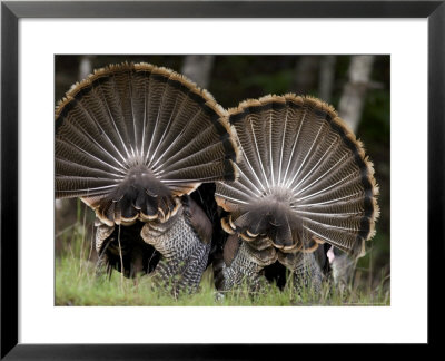 Tom Turkeys, Oregon, Usa by Chuck Haney Pricing Limited Edition Print image