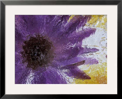 Aster Encased In Ice, Issaquah, Washington, Usa, by Darrell Gulin Pricing Limited Edition Print image