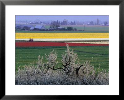 Tulip And Daffodil Fields And Farms, Skagit Valley, Washington, Usa by William Sutton Pricing Limited Edition Print image