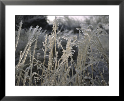 Icy Grass, Boulder by Michael Brown Pricing Limited Edition Print image