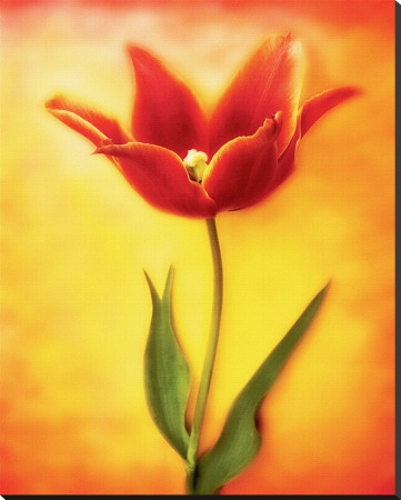 Tulip I by Chris Zalewski Pricing Limited Edition Print image