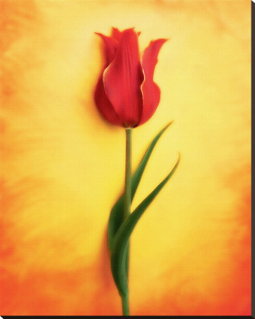 Tulip Iii by Chris Zalewski Pricing Limited Edition Print image