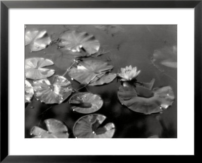 Water-Lilies On A Mirrored Surface Of Water by Vincenzo Balocchi Pricing Limited Edition Print image