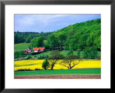 Rape Fields And Forests Surrounding Farm House On Kulla Peninsula, Skane, Sweden by Anders Blomqvist Pricing Limited Edition Print image