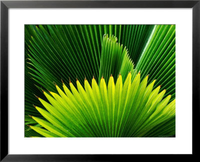 Palm At Windjammer Landing Villas, Gros Islet by Holger Leue Pricing Limited Edition Print image