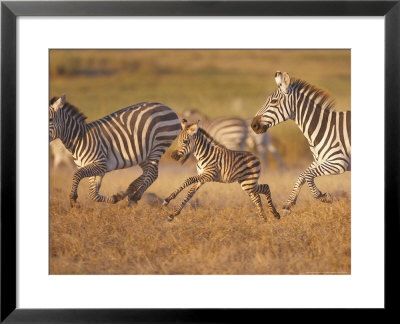 Zebras And Offspring At Sunset, Amboseli Wildlife Reserve, Kenya by Vadim Ghirda Pricing Limited Edition Print image