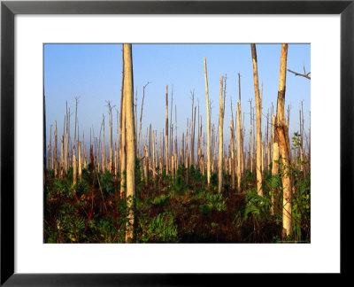 Hurricane Damage To Forest, Everglades National Park, Usa by David Tipling Pricing Limited Edition Print image