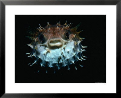 Inflated Puffer Fish by Robert Halstead Pricing Limited Edition Print image