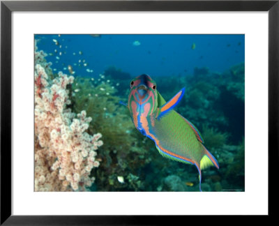 Closeup Of A Brightly Colored Crescent Wrasse, Bali, Indonesia by Tim Laman Pricing Limited Edition Print image