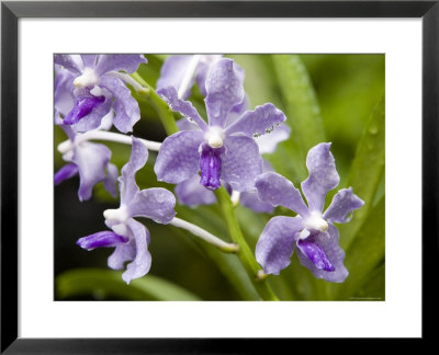 Closeup Of A Hybrid Cultivated Orchid Variety, Singapore by Tim Laman Pricing Limited Edition Print image