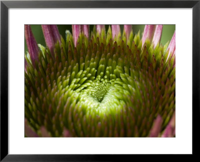 Close View Of A Flower Lighted By The Sun, Groton, Connecticut by Todd Gipstein Pricing Limited Edition Print image