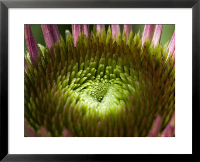 Close View Of A Flower Lighted By The Sun, Groton, Connecticut by Todd Gipstein Pricing Limited Edition Print image