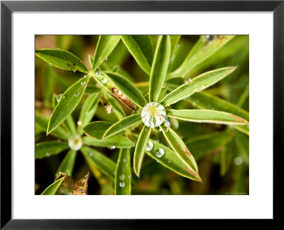 Closeup Of Lupine Leaves With Water Drops, Washington by Tim Laman Pricing Limited Edition Print image