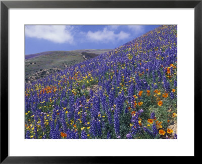 Impressionistic Color: Coreopsis, Gilia, California Poppy And Lupine by Rich Reid Pricing Limited Edition Print image