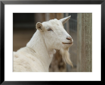 Goat At The Riverside Zoo by Joel Sartore Pricing Limited Edition Print image