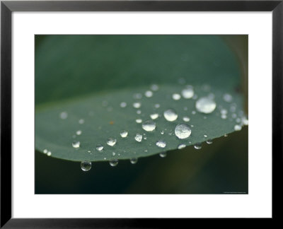 Rain Drops On The Leaf Surface Of A Mountain Swamp Gum Tree, Yellingbo Nature Reserve, Australia by Jason Edwards Pricing Limited Edition Print image
