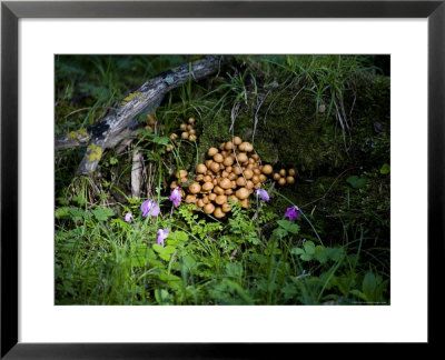 Mushrooms And Bluebells On A Mossy Forest Floor, Qilian Mountains, China by David Evans Pricing Limited Edition Print image