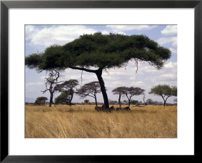 Zebra Shading Themselves Under An Umbrella Acacia Tree by Jason Edwards Pricing Limited Edition Print image