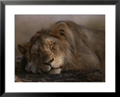 Asian Lion, Sleeping, Gir Forest, Gujarat State, India by Mattias Klum Pricing Limited Edition Print image