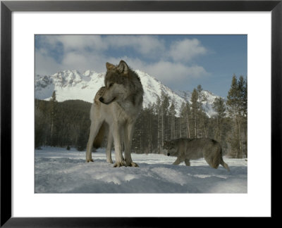 Gray Wolf, Canis Lupus, Stands In Snow As Another Circles Nearby by Jim And Jamie Dutcher Pricing Limited Edition Print image