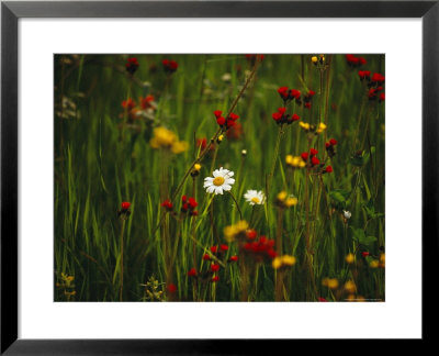 Red And Yellow Wildflowers Bloom Around A Wild Daisy by Raymond Gehman Pricing Limited Edition Print image