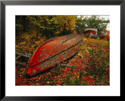 An Upturned Rowboat Among Red Osier Dogwoods In Fall Foliage by Raymond Gehman Pricing Limited Edition Print image