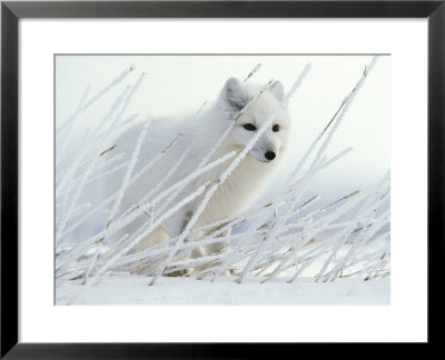 Arctic Fox Conceals Itself In Rye Grass Covered With Hoar Frost by Paul Nicklen Pricing Limited Edition Print image