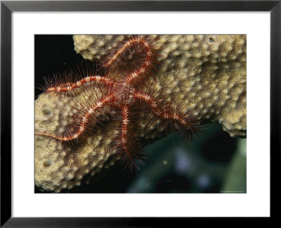 Brittle Star Crawling Across A Coral by Tim Laman Pricing Limited Edition Print image